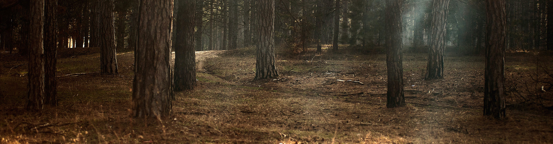 Old South Quail Feeders Old South Quail Feeders