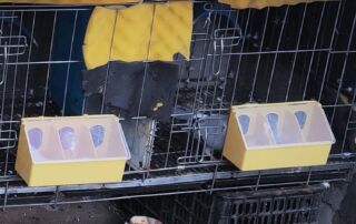 Three Hole Feeder/Waterer