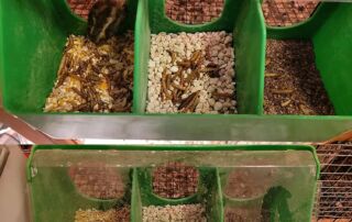 Three Hole Feeder/Waterer